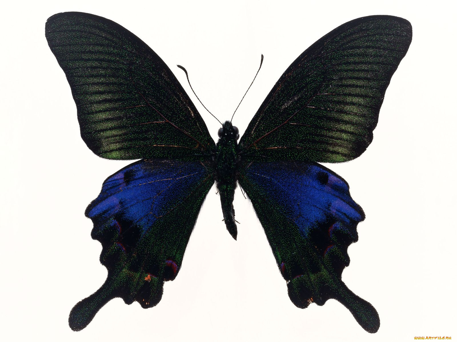 Черные бабочки 1. Красивые бабочки. Бабочки на белом фоне. Бабочка черная. Синяя бабочка.